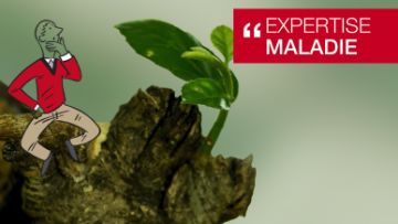 basf expertises maladies de la vigne